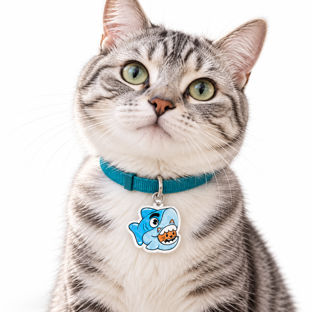 Gato atigrado con la placa Gatiburón