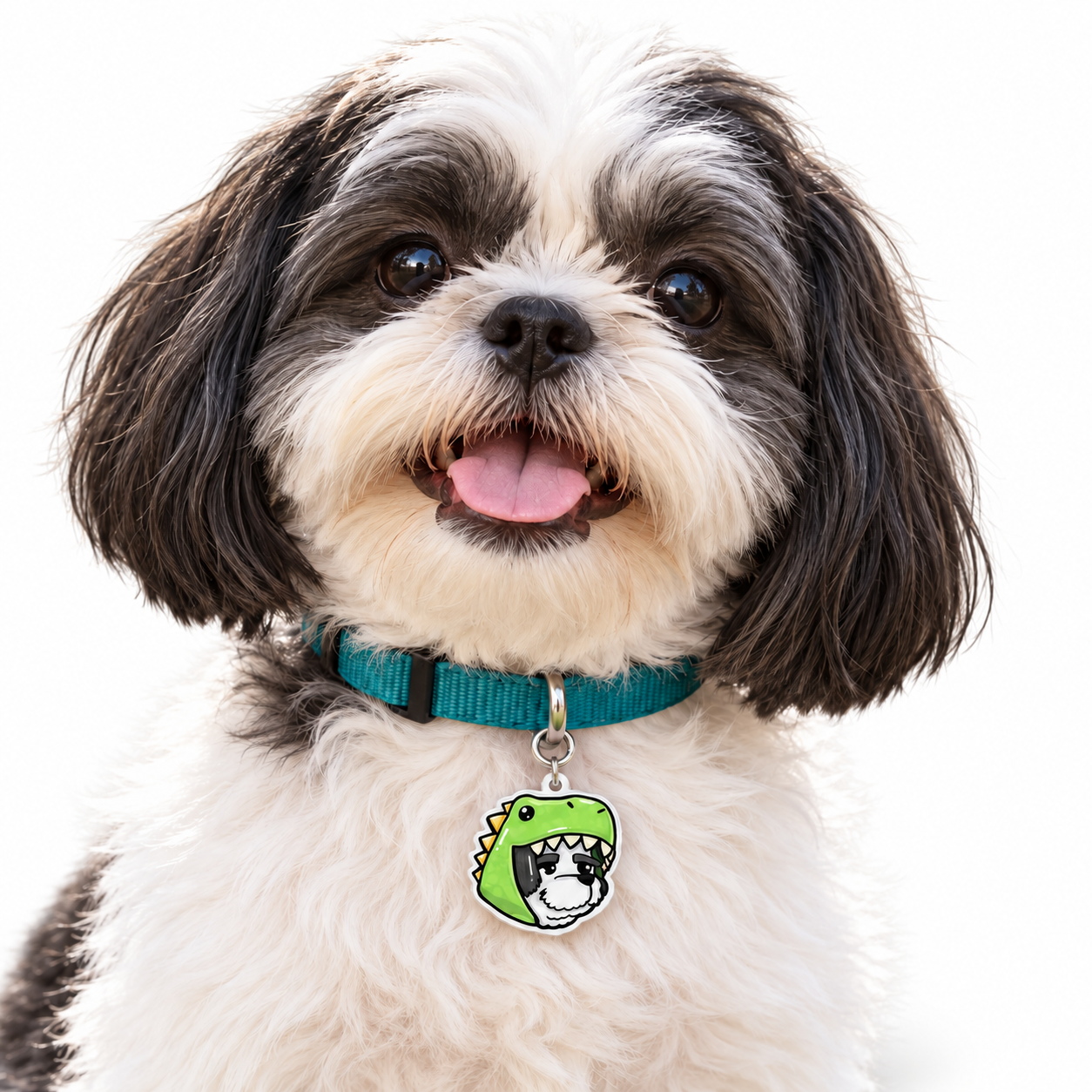 Shih tzu con la placa Mollysaurio